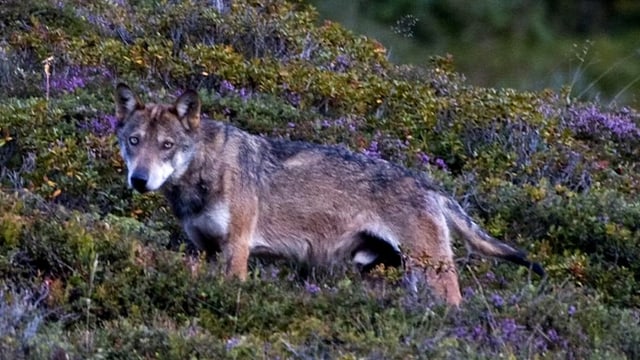 Neue Bilder der Calanda-Wölfe geschossen. Neue Bilder der Calanda-Wölfe geschossen.