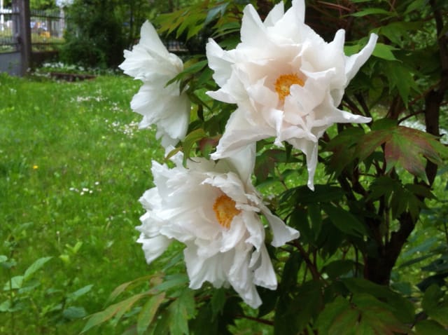 Grosse weisse Blüten.