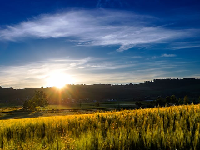 Sonnenaufgang über gelb-leuchtendem Feld mit blauem Himmel und wenigen Wolken.