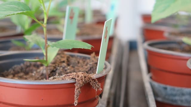 Ein Apfelbaumsetzling in einem braunen Plastiktopf. Dieser ist markiert mit der Nummer "4". Ein Apfelbaumsetzling in einem braunen Plastiktopf. Dieser ist markiert mit der Nummer "4".