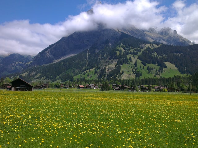 Kandersteg, Blumenwiese und Berge im Hintergrund