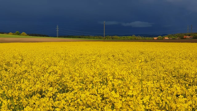 Rapsfeld in der Sonne, dahinter die dunkeln Wolken der nächsten Regenzell. Rapsfeld in der Sonne, dahinter die dunkeln Wolken der nächsten Regenzell.