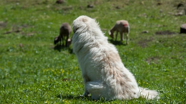 Ein Hund und Schafe.