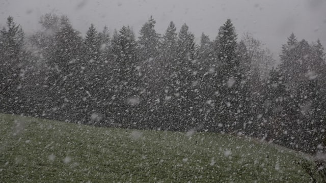 Riesige Schneeflocken gehen auf ein Feld bei Oberhünigen im Bernbiet nieder. Riesige Schneeflocken gehen auf ein Feld bei Oberhünigen im Bernbiet nieder.