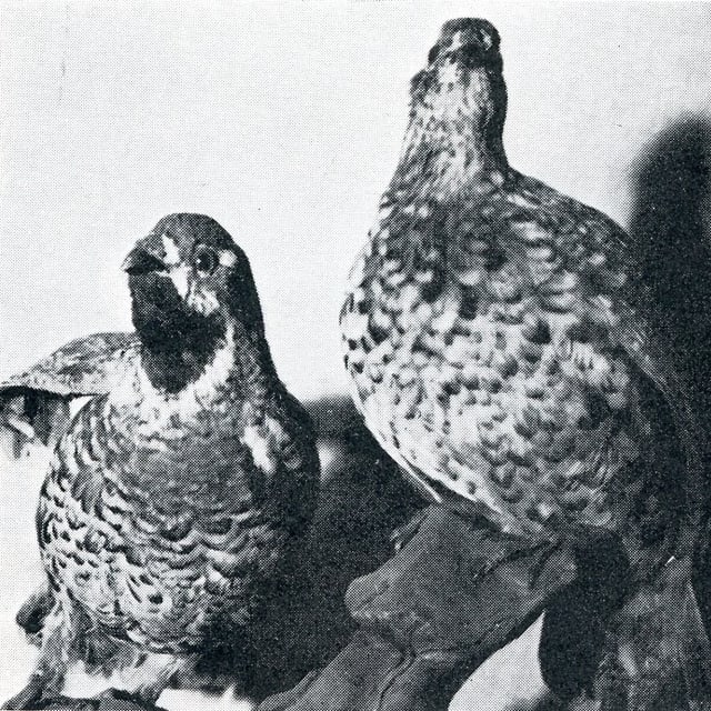 Cot e gaglina da guaud Cot e gaglina da guaud
