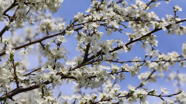 Bild voller weisser Blüten. Bild voller weisser Blüten.