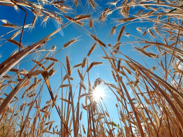 Blauer Himmel und Sonne hinter Getreide. Blauer Himmel und Sonne hinter Getreide.