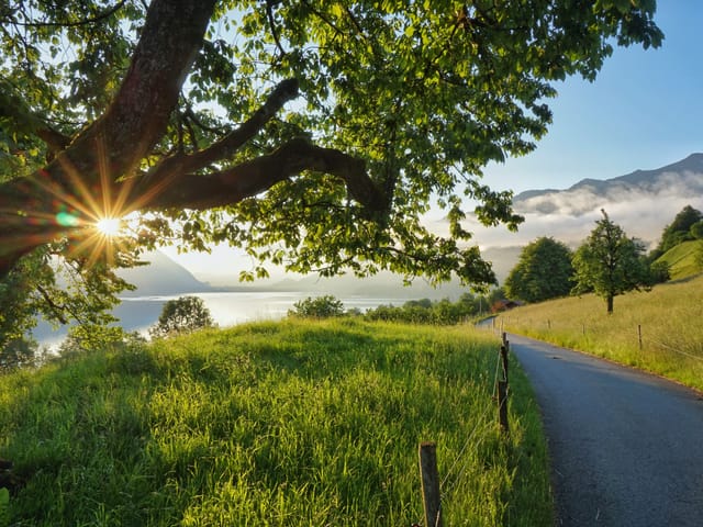Saftige Wiesen, ein See, ein Baum, Sonnenschein.