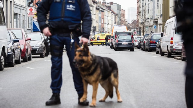 Ein Polizist steht mit Hund im Vordergrund, auf der Strasse im Hintergrund Polizei- und Rettungsfahrzeuge. Ein Polizist steht mit Hund im Vordergrund, auf der Strasse im Hintergrund Polizei- und Rettungsfahrzeuge.