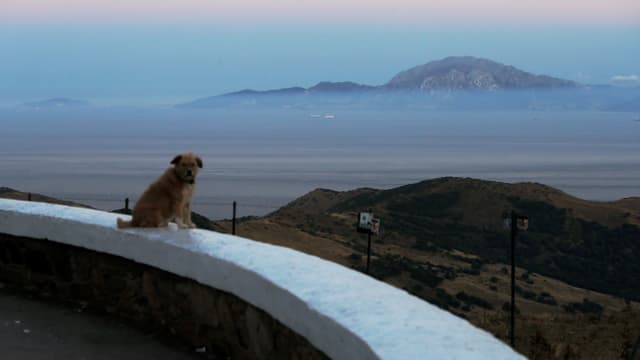 Hund sitzt auf Aussichtsplattform in Marokko, dahinter die Meerenge von Gibraltar. Hund sitzt auf Aussichtsplattform in Marokko, dahinter die Meerenge von Gibraltar.