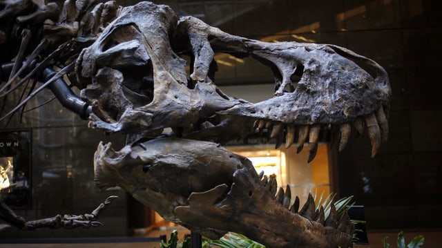 Der Schädel eines Nanotyrannus lancensis Der Schädel eines Nanotyrannus lancensis