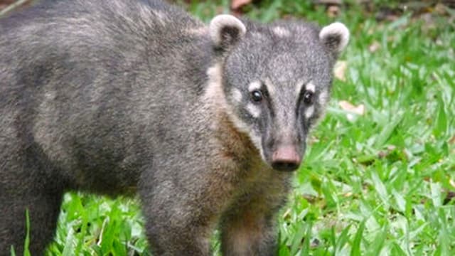 Coatis – Die Bären mit den frechen Nasen Coatis – Die Bären mit den frechen Nasen