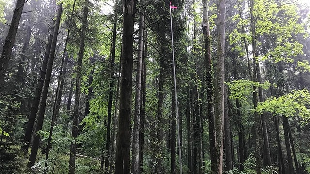 Im Wald steht ein hohes Bauprofil. Im Wald steht ein hohes Bauprofil.