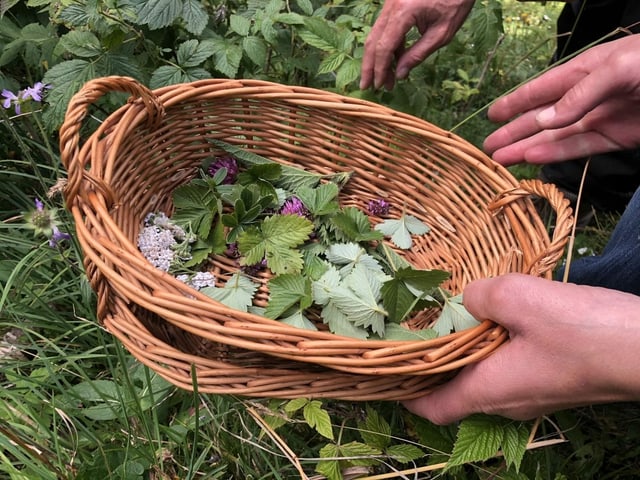 Im Sammelkörbchen landet eine Vielfalt von Blättern und Blüten.
