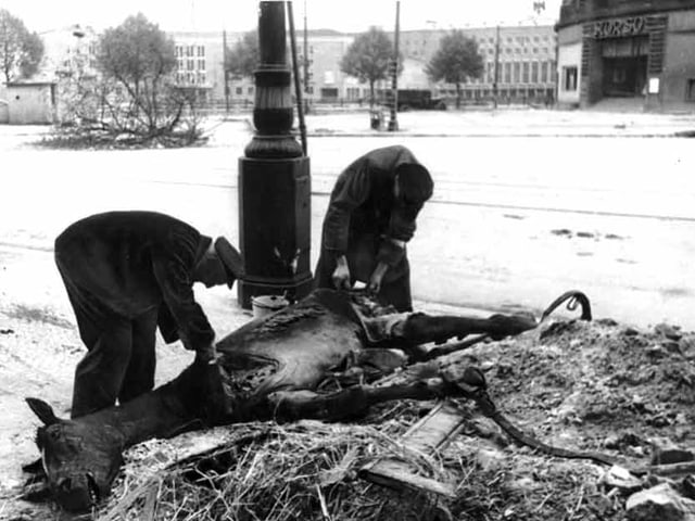 Von einem verendenden Pferd wird auf der Strasse das Fleisch runtergeschnitten. Von einem verendenden Pferd wird auf der Strasse das Fleisch runtergeschnitten.