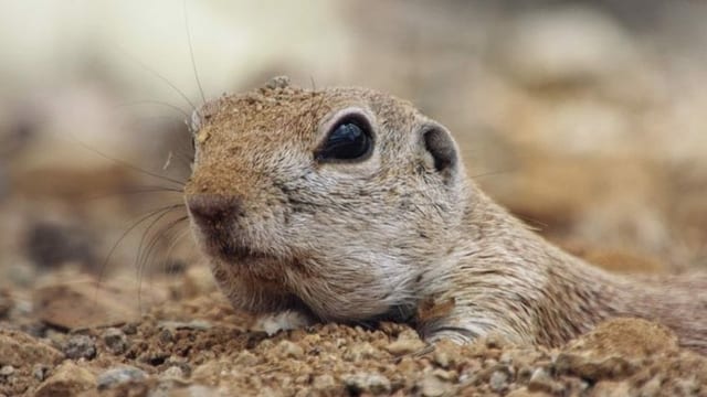 Ein Hörnchen auf sandigem Boden. Ein Hörnchen auf sandigem Boden.