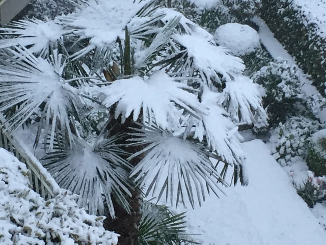 Verschneite Palme