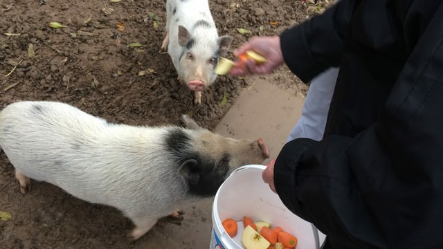 Zwei kleine Schweinchen werden gefüttert Zwei kleine Schweinchen werden gefüttert