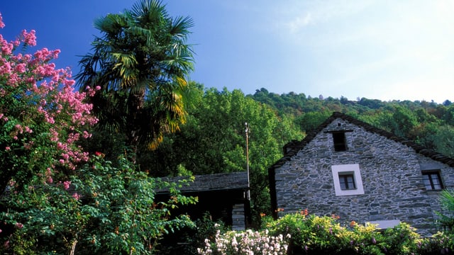 ein Steinhaus umgeben von Büschen und Palmen ein Steinhaus umgeben von Büschen und Palmen