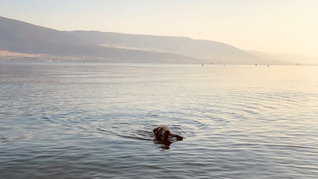 Hund schwimmt im Neuenburgersee Hund schwimmt im Neuenburgersee