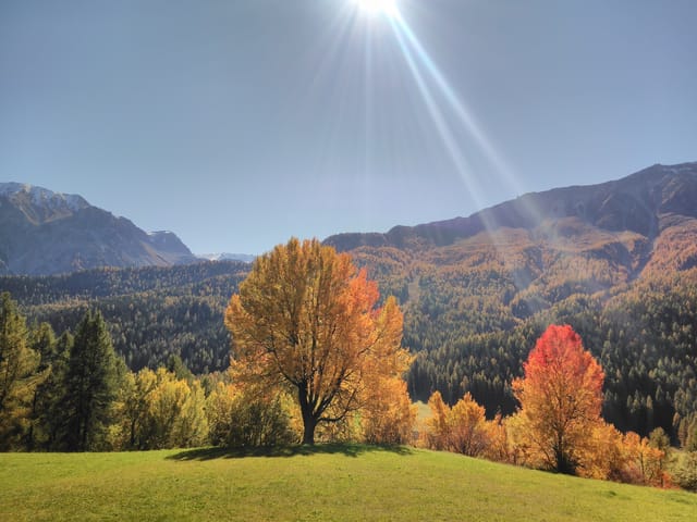Auf einer grünen Wiese stehen farbige Bäume. Dahinter erkennt man eine hügelige Waldlandschaft unter blauem Himmel.