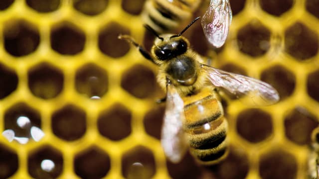 Bienenwabe Bienenwabe