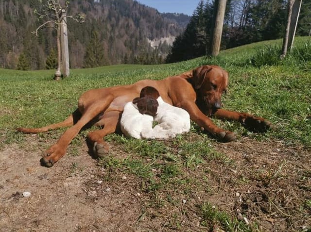 Hund schmust mit zwei Ziegen.