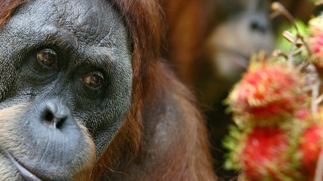 Ein Orang-Utan Ein Orang-Utan