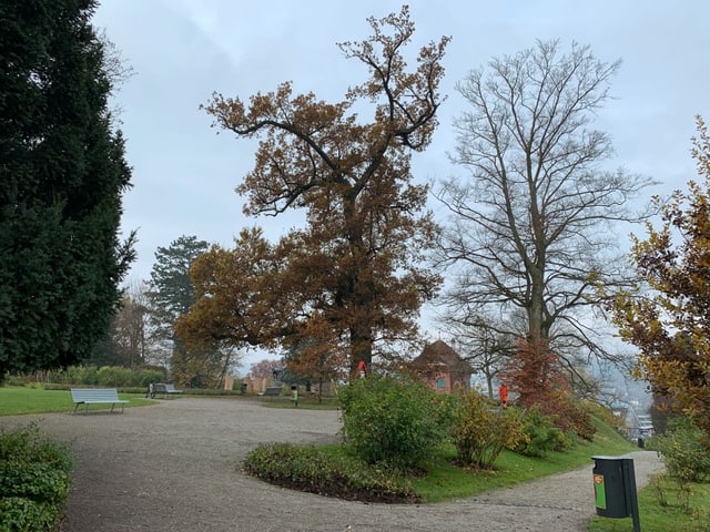 Park mit Bäumen Park mit Bäumen