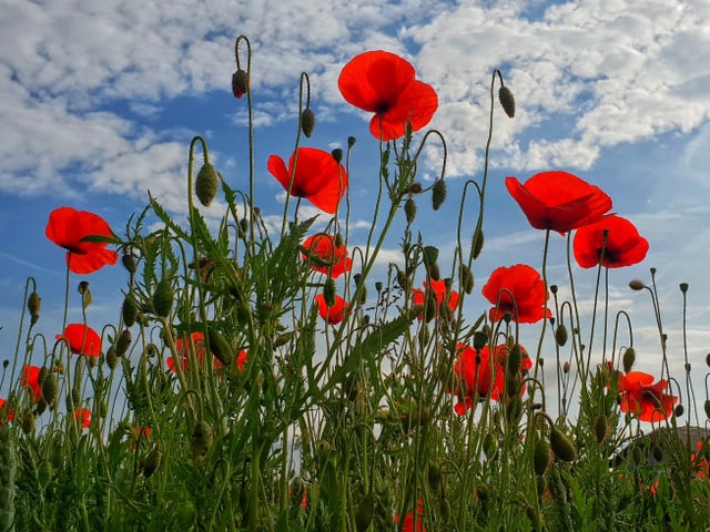 Blick vom Boden einer Wiese in den leicht bewölkten Himmel. Es hat viele Mohnblumen in Rot.