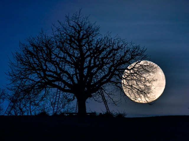 Baum mit Vollmond