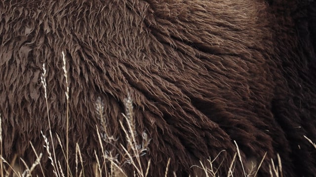 Ein Still aus dem Film «Becoming Animal». Ein Still aus dem Film «Becoming Animal».