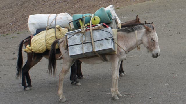 Zehn Pferde Gepäck: «Wir haben das Hotel mit uns unterwegs.»