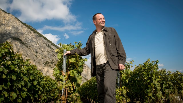 Mann in einem Weinberg, umgeben von Weinstöcken. Mann in einem Weinberg, umgeben von Weinstöcken.