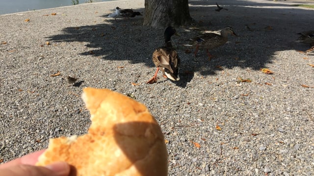 Hand hält Brot, im Hintergrund Enten. Hand hält Brot, im Hintergrund Enten.