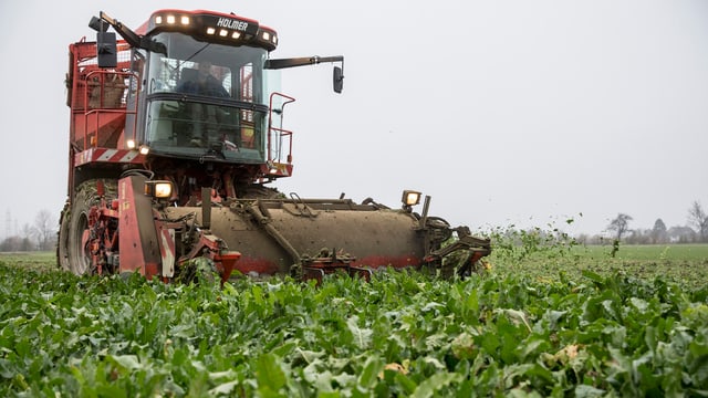 Erntemaschine auf Zuckerrüben-Feld. Erntemaschine auf Zuckerrüben-Feld.