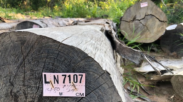 Beschriftete Holzstämme Beschriftete Holzstämme