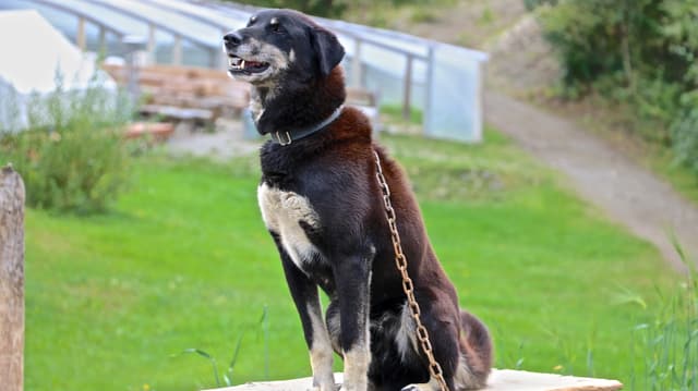 Russischer Schlittenhund schaut der Sache skeptisch entgegen. Russischer Schlittenhund schaut der Sache skeptisch entgegen.
