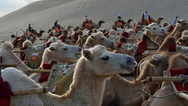 Kamele in Dunhuang Kamele in Dunhuang