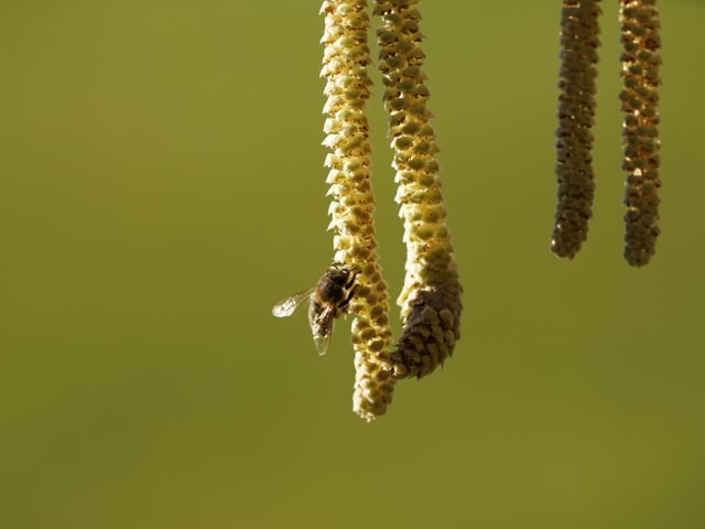Eine emsige Biene sammelt an einer blühenden Haselpollen.