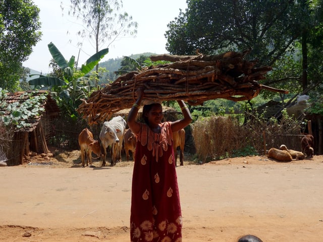 Eine indische Frau trägt ein grosses Bündel Holz auf dem Kopf. Eine indische Frau trägt ein grosses Bündel Holz auf dem Kopf.
