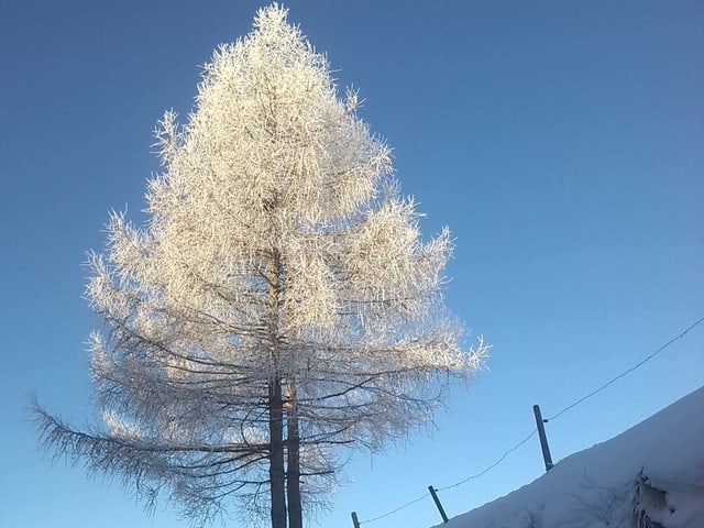Eine Lerche mit Rauhreif.