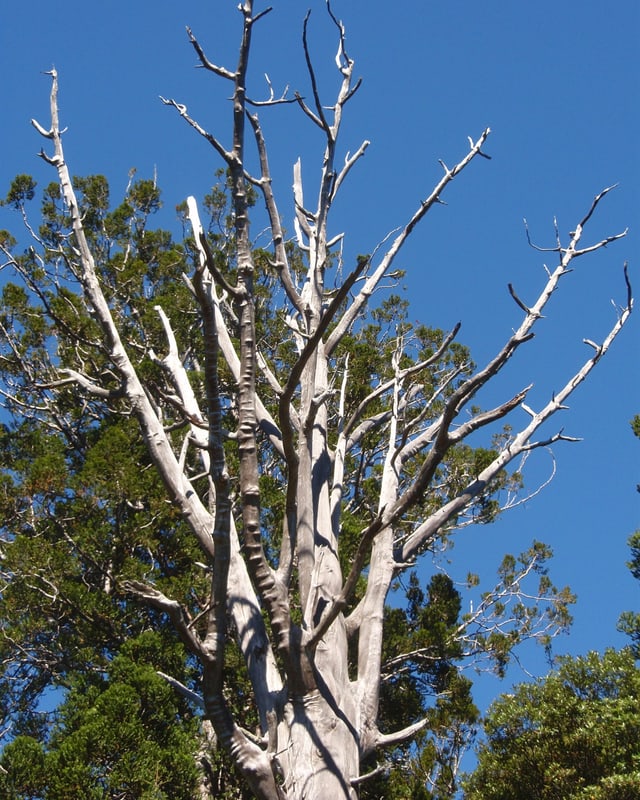 Ein riesiger toter Baum. Ein riesiger toter Baum.