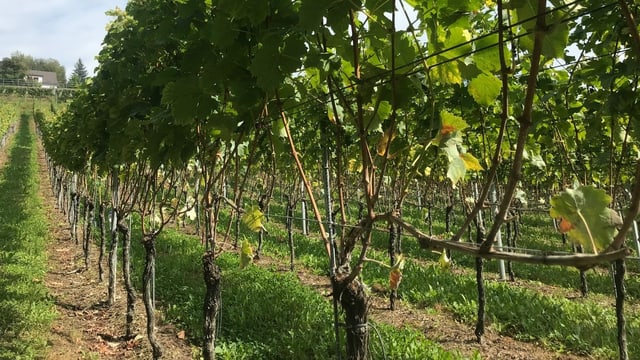 Weinbau Weinbau