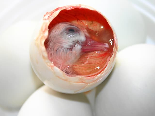 Ein halbgebrütetes offenes Ei mit Embryo auf anderen Eiern liegend.
