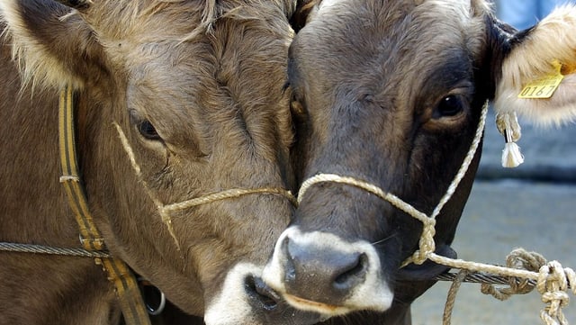 Zwei Köpfe von Rindern in Grossaufnahme Zwei Köpfe von Rindern in Grossaufnahme