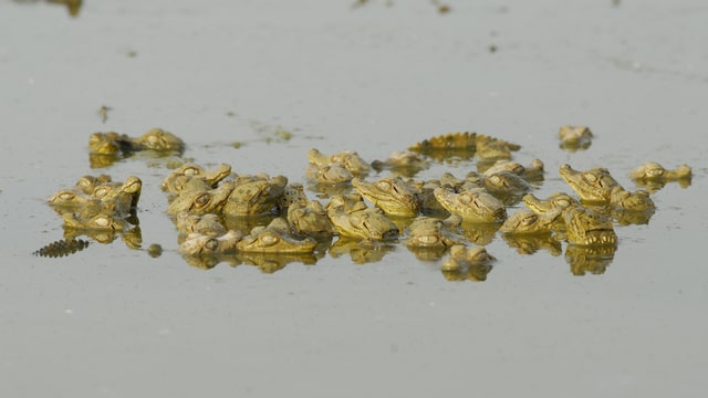 Junge Krokodilkaimane Junge Krokodilkaimane