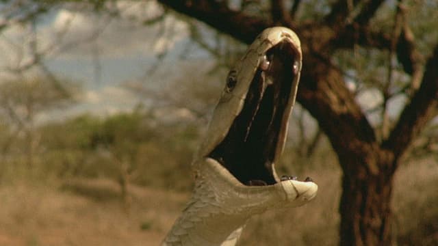 Schwarze Mamba. Schwarze Mamba.