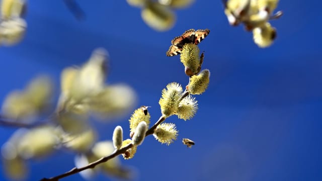 Der Frühling ist auch in Munt Masaun angekommen. Der Frühling ist auch in Munt Masaun angekommen.