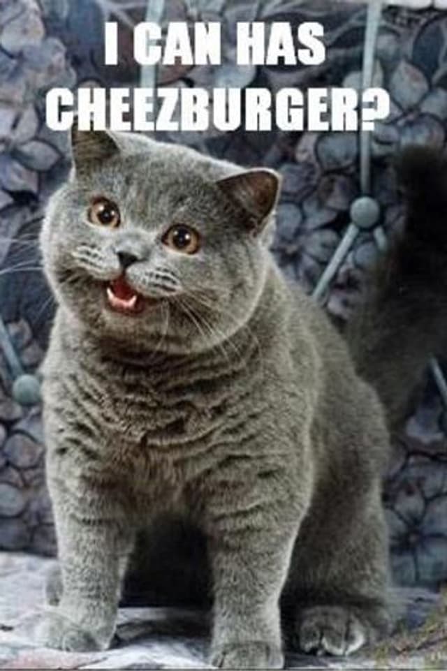 Eine freundlich dreinblickende Katze, darüber der Text «I Can has Cheezburger?»